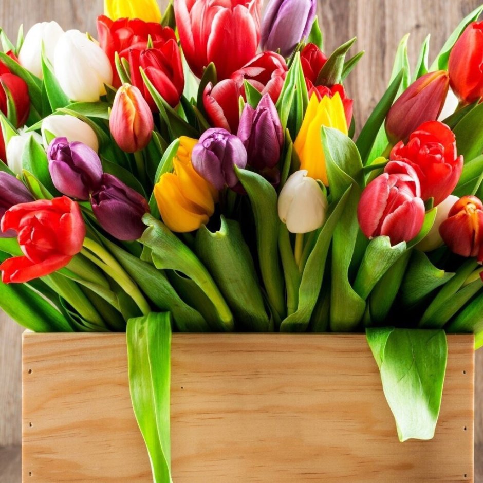 Тюльпаны в коробке на прозрачном фоне