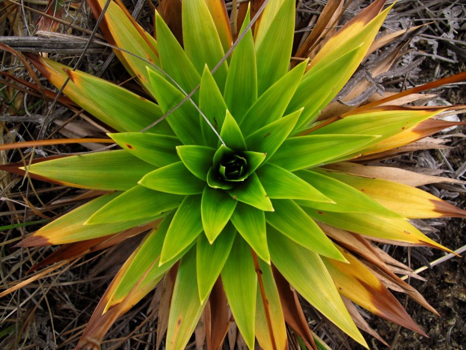 Радиальная симметрия у растений