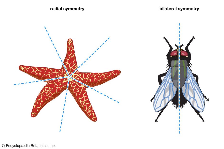 Животные с радиальной симметрией