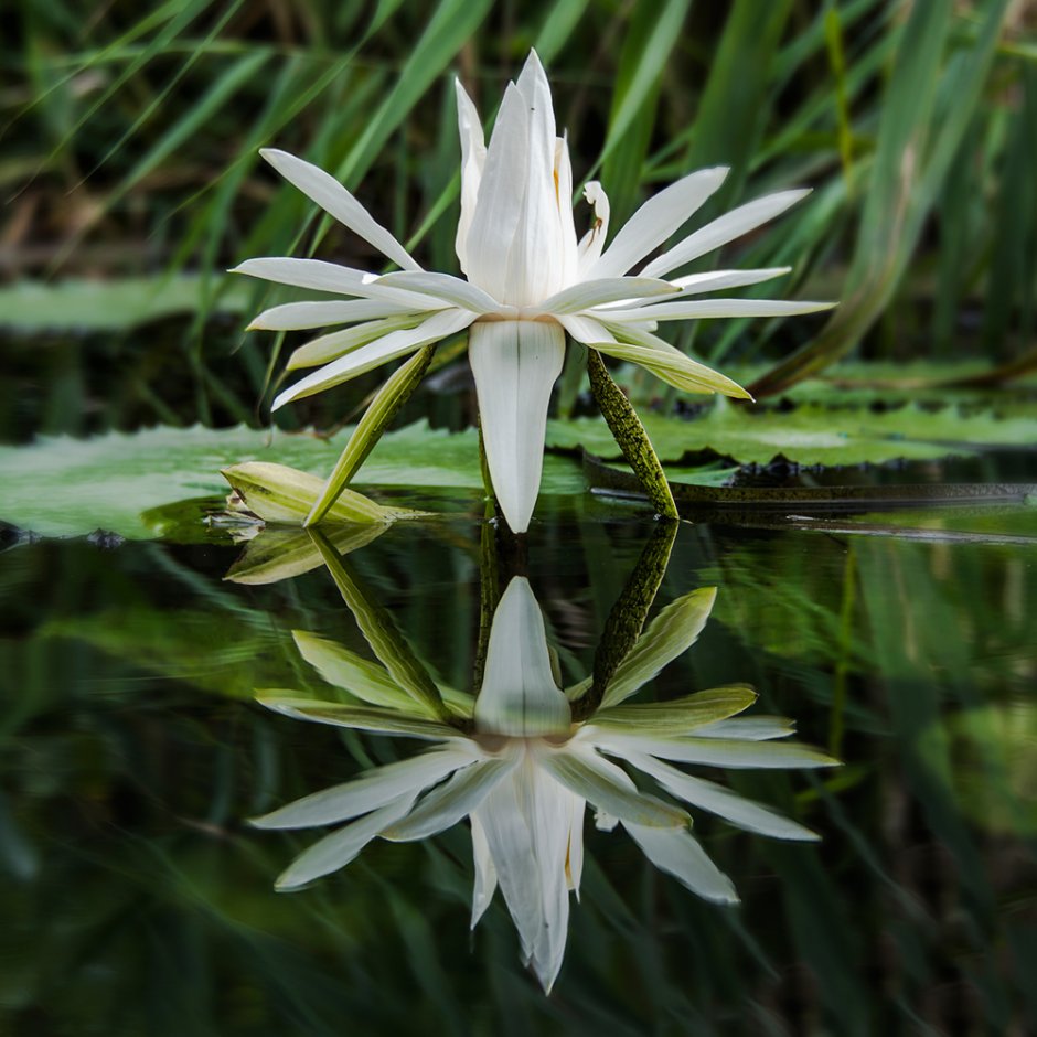 Зеркальная симметрия в природе