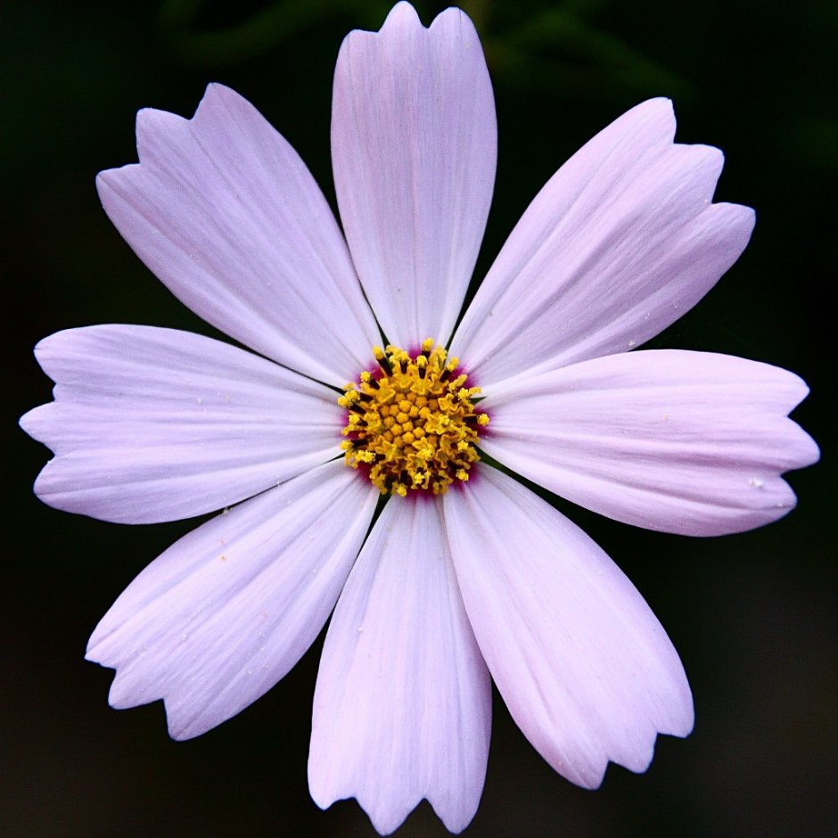 Симметрия цветка