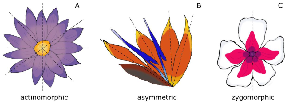 Симметричное рисование цветочка