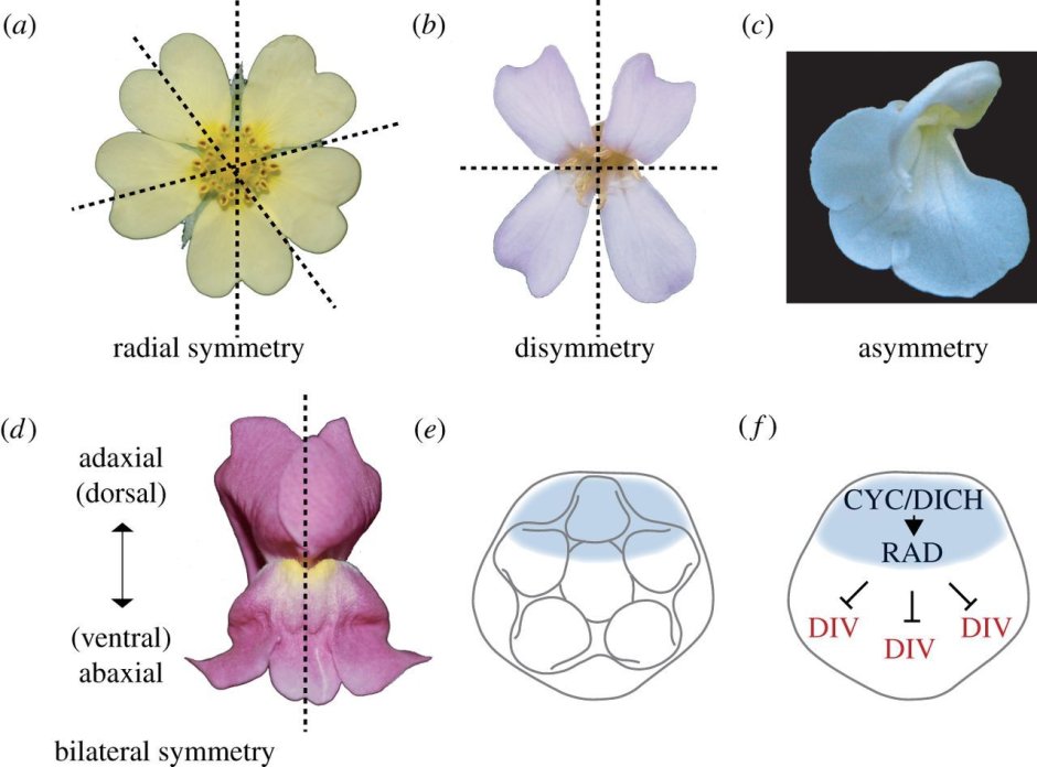 Радиальная симметрия цветка
