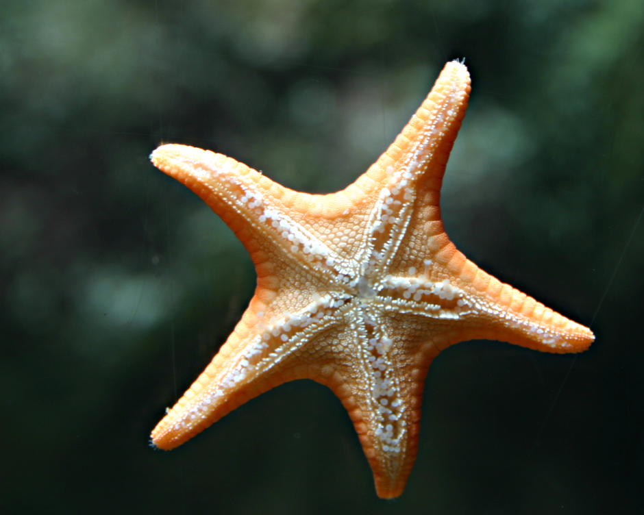Морская звезда - Starfish