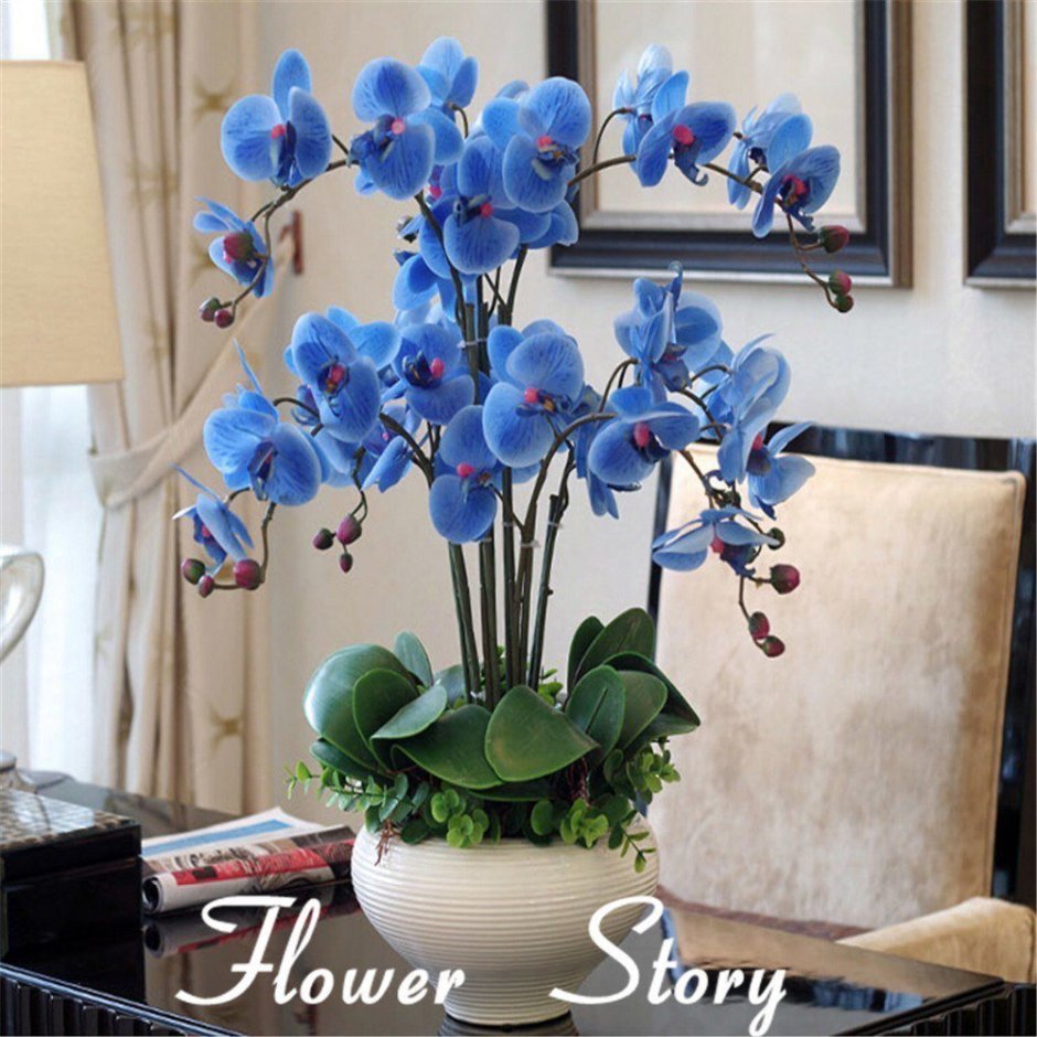 Орхидея голубая фаленопсис в горшке