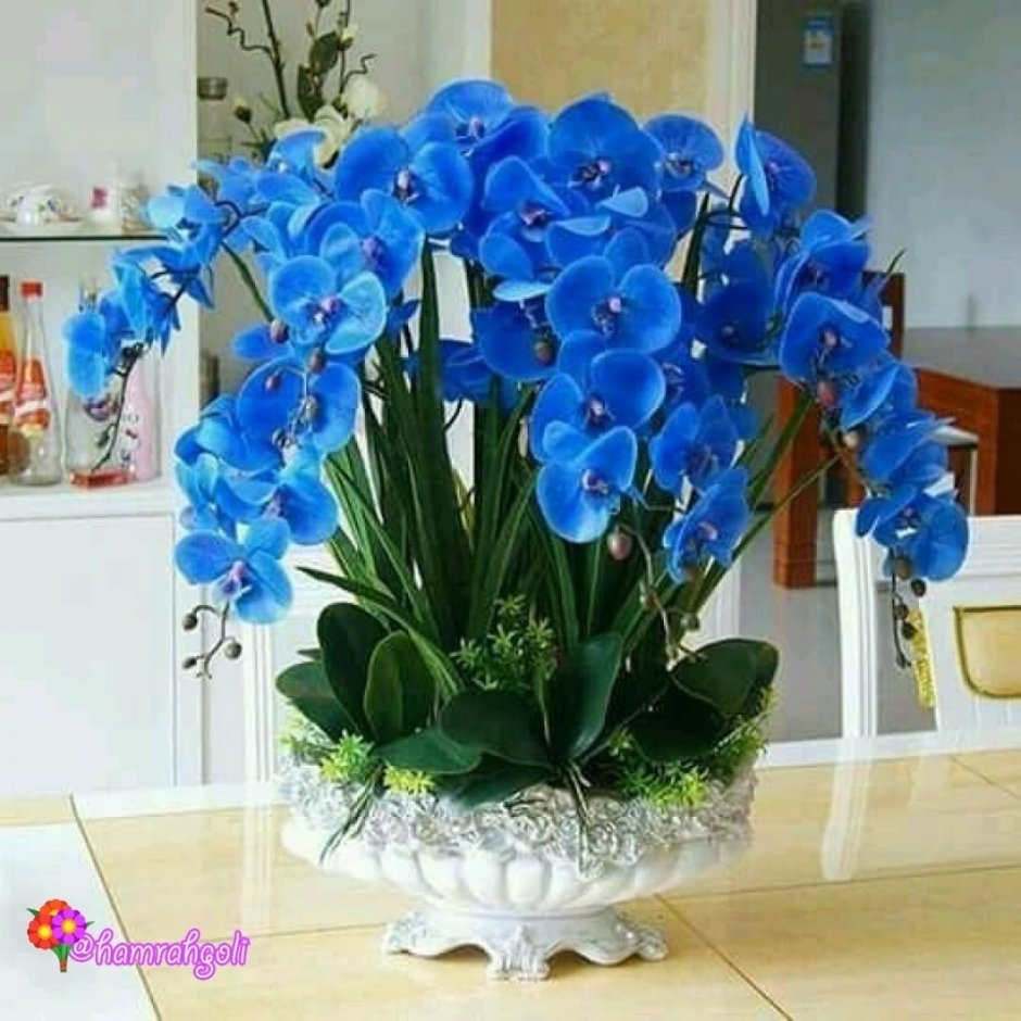 Голубая Орхидея в горшке