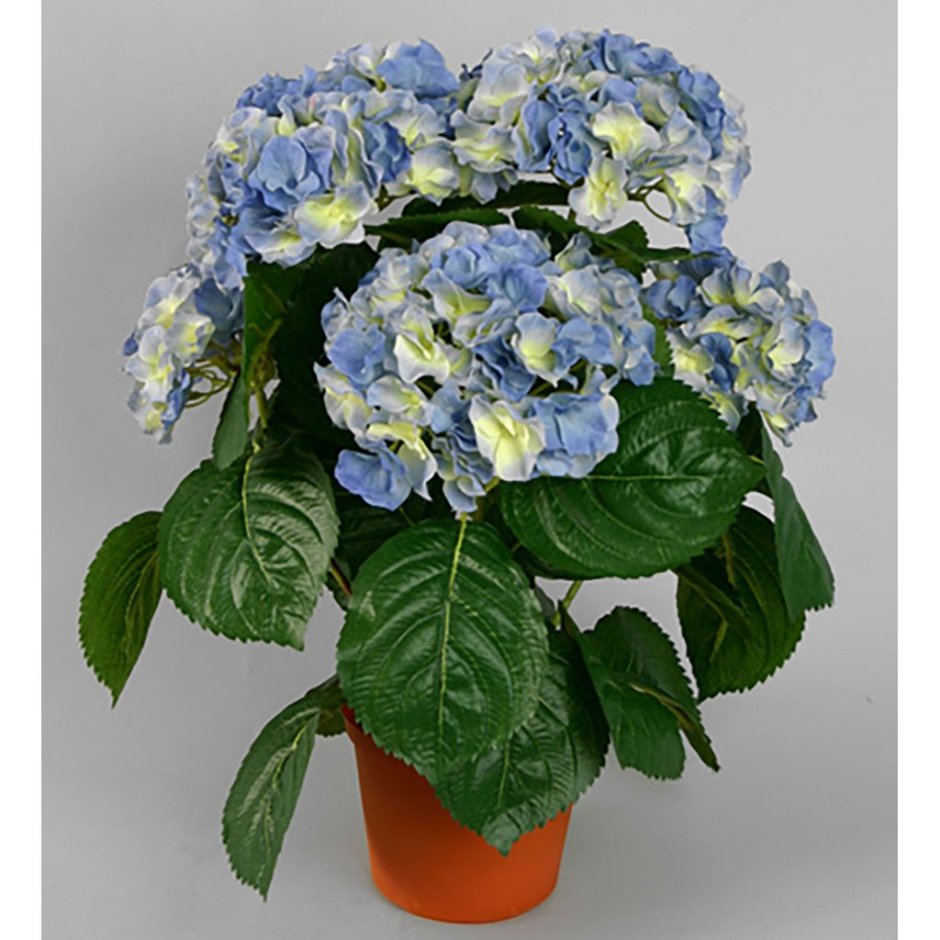 Горшечное растение гидрангея синяя
