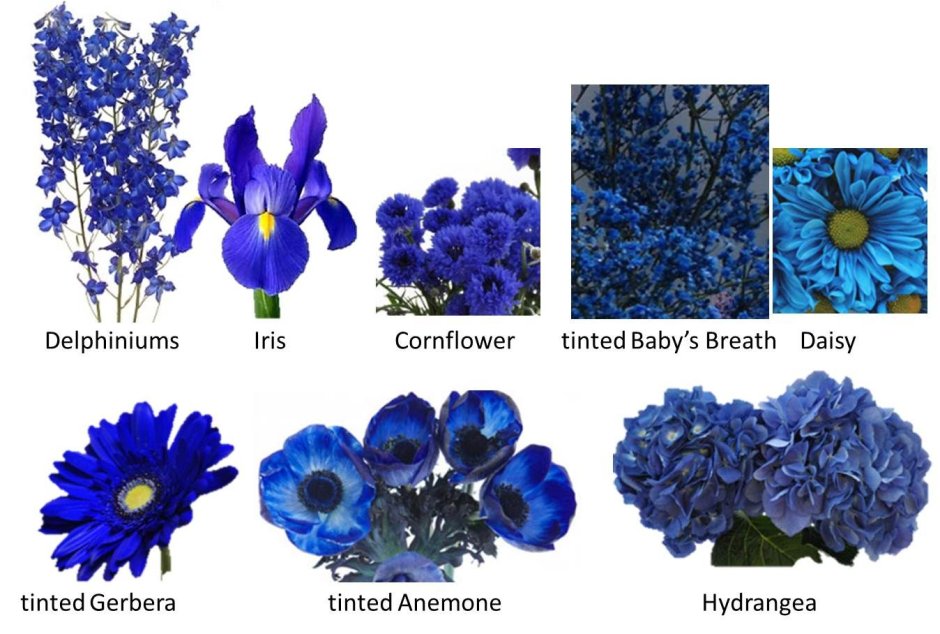Синие цветы срезка