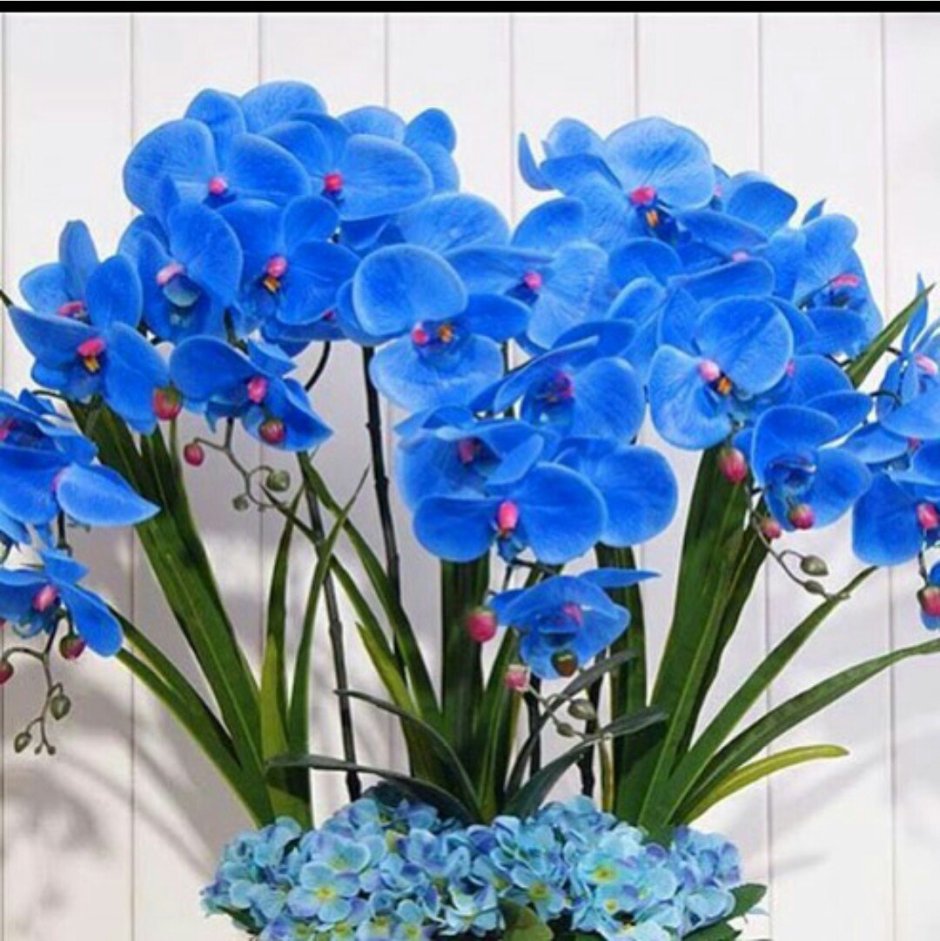 Цветок фаленопсис синий