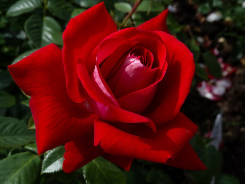 Сорт розы кардинал