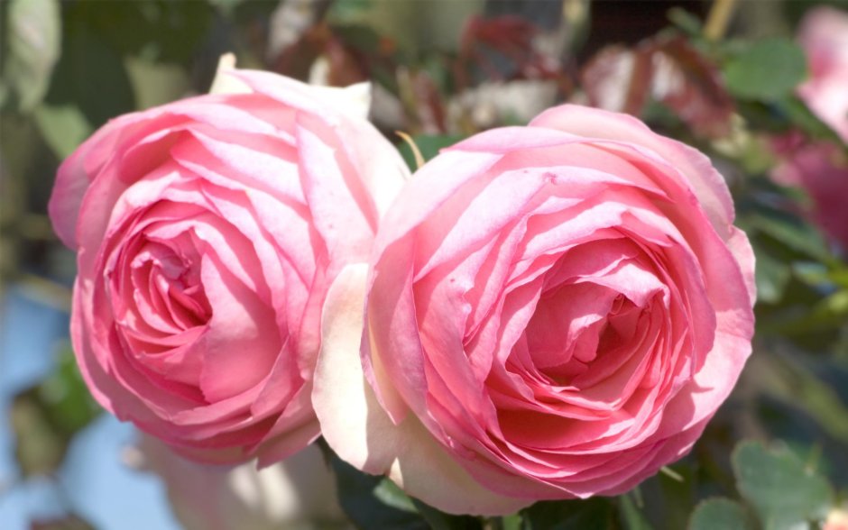 Райская роза Пьер де Ронсар