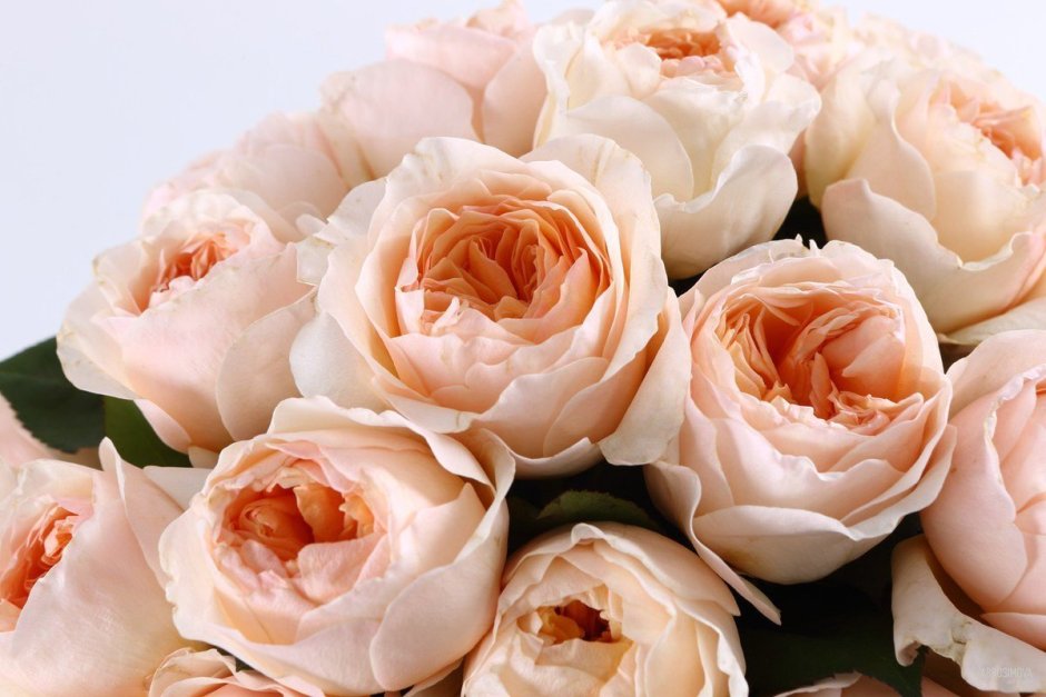 Пионовидная роза нежно розовая