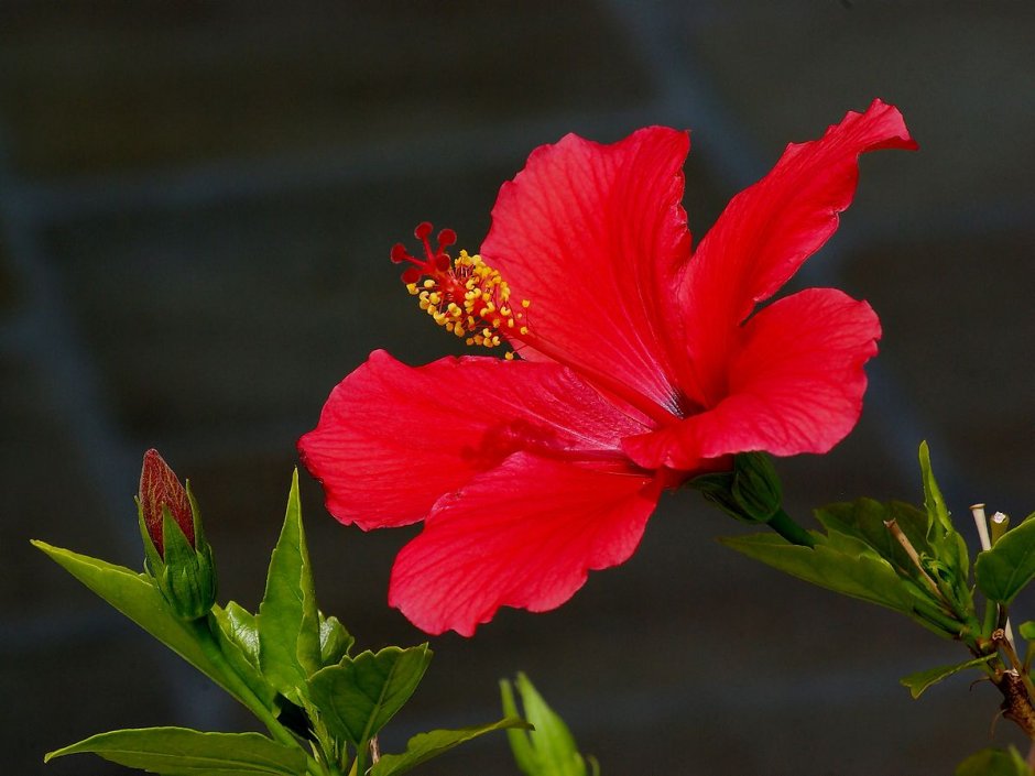 Hibiscus Rosa-sinensis - Chinese Hibiscus,