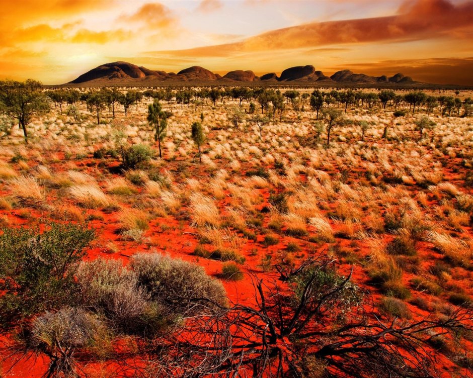 Цветущая пустыня Атакама, Чили