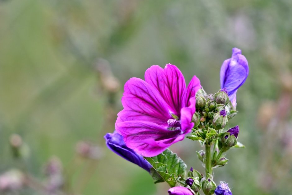 Фиолетовые полевые цветы