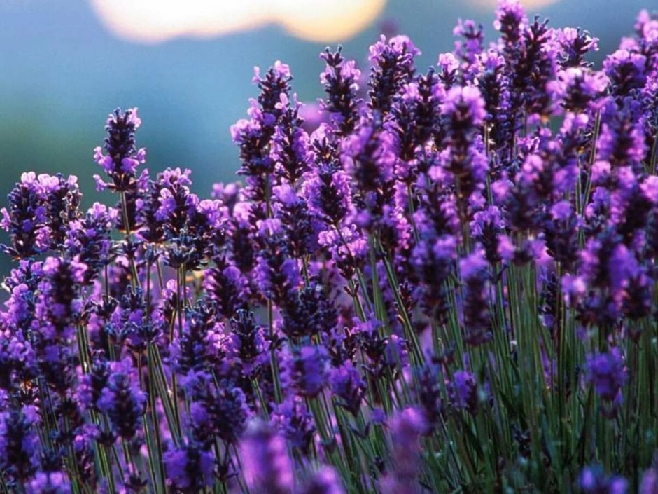 Светло фиолетовые полевые цветы