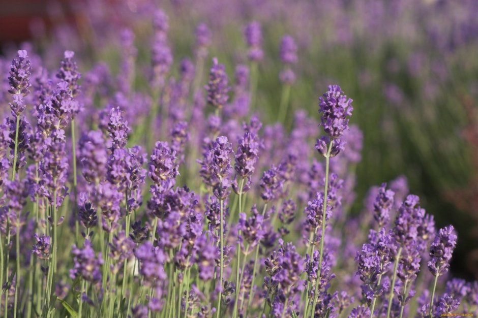 Полевые цветы фиолетовые длинные