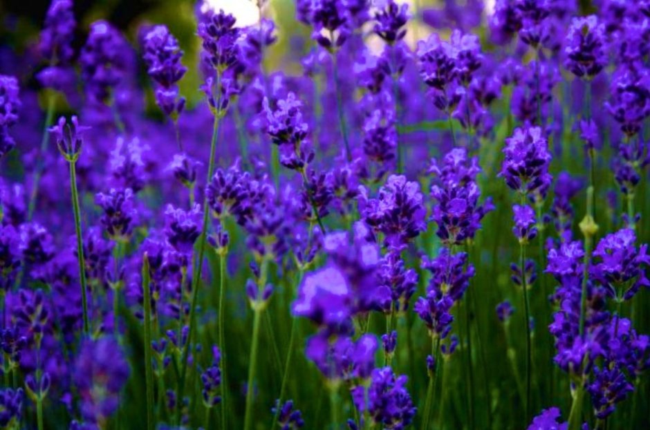 Фиолетовые растения