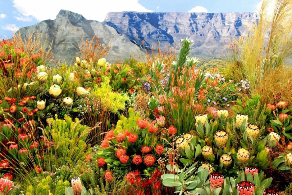 Ботанический сад Кирстенбош ЮАР