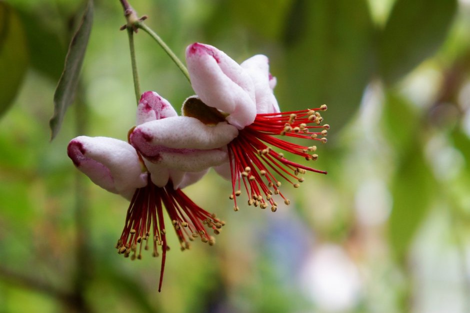 Орхидея эндемик Южной Америки