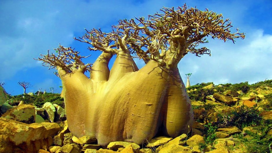 Цилиндрические кактусы пустыни Сонора
