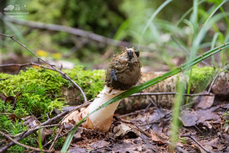 Приокско-Террасный заповедник грибы
