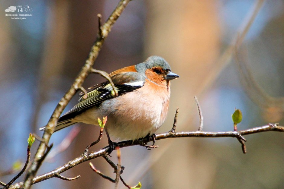 Животные и птицы Приокско-террасного заповедника