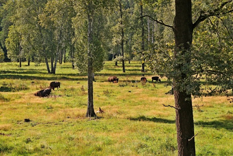 Приокско-Террасный биосферный резерват