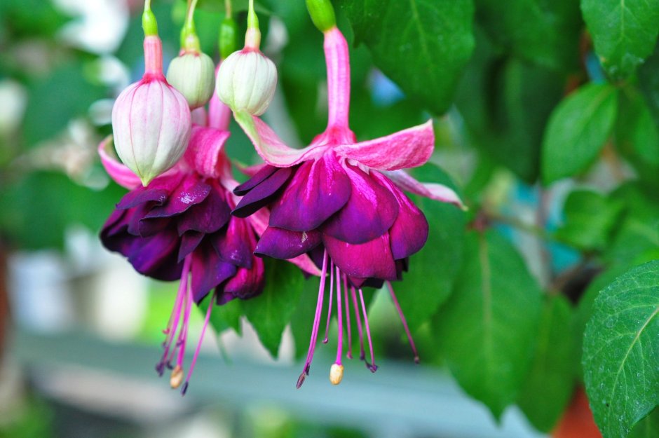 Фуксия Fuchsia paniculata