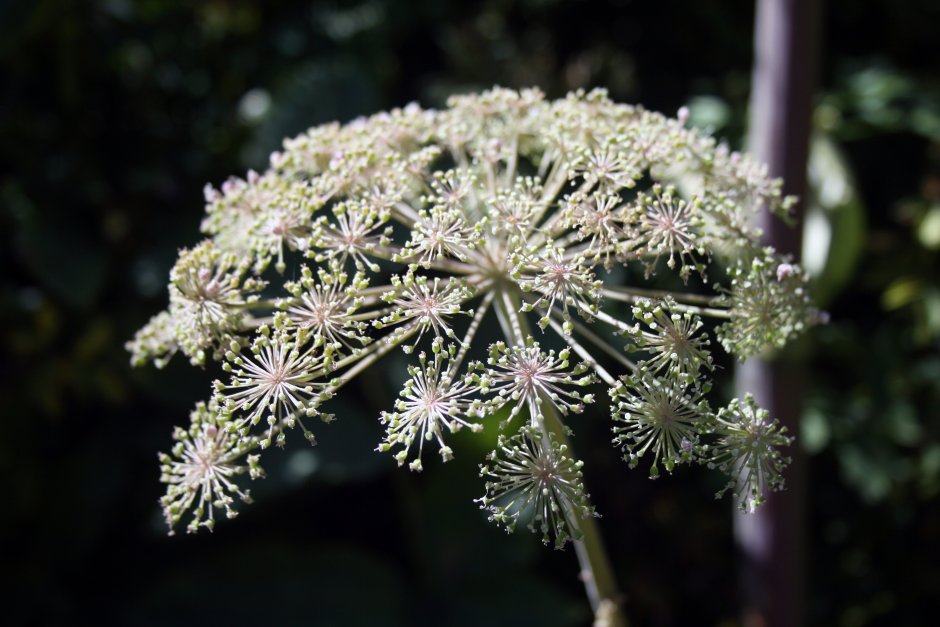 Цветок зонтичные Apiaceae