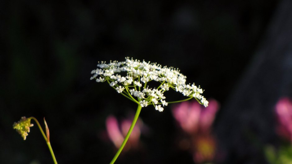 Растение с белыми цветочками зонтиком