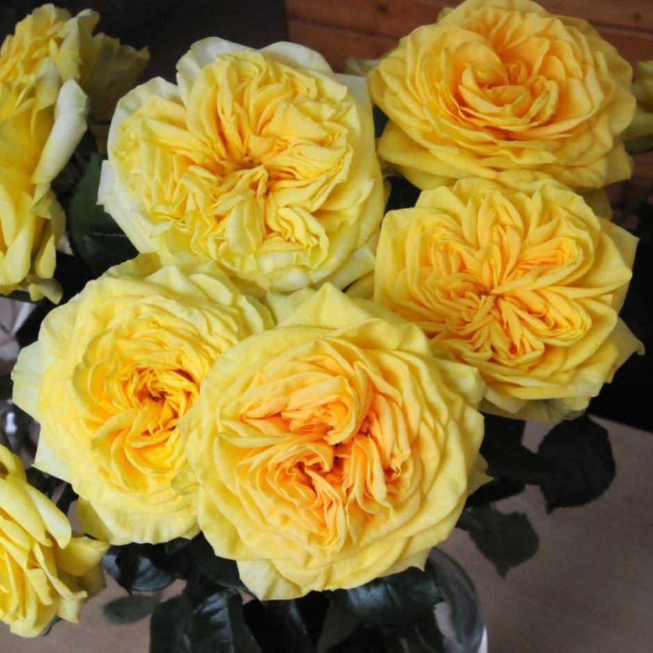 Жёлтая роза Лемонс