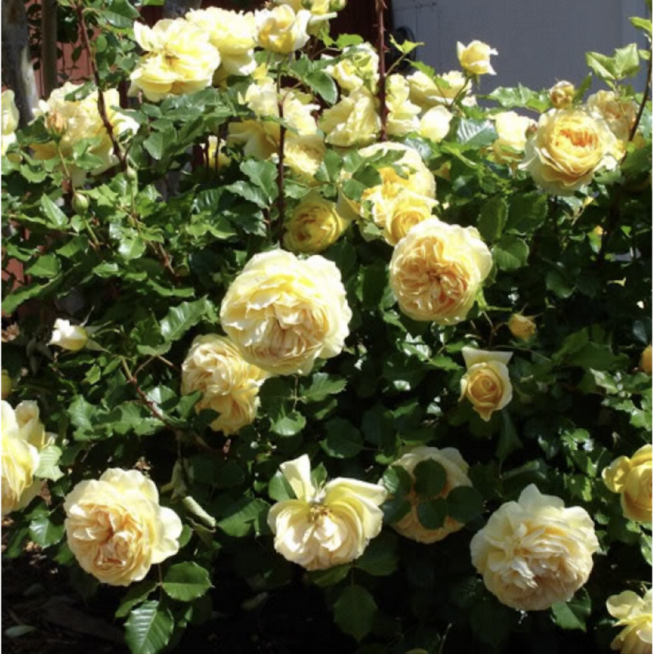 Розы с лимонным оттенком
