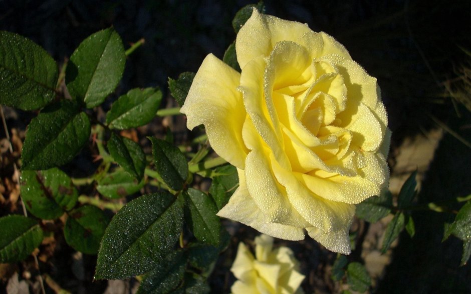Роза желтая Папилон