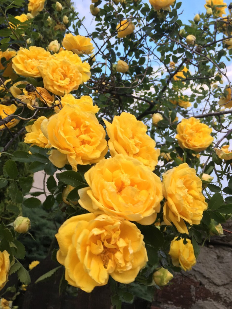 Эхеверия Lemon Rose