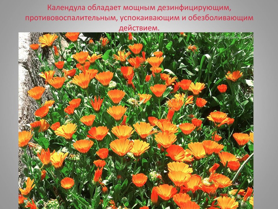 Лечебные растения Алтайского края