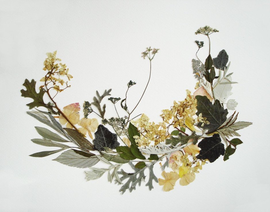 Herbarium Flower