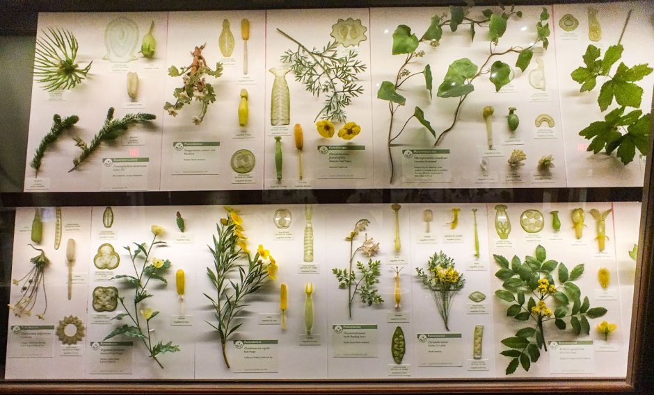 Гарвардский Ботанический сад с коллекцией стеклянных растений