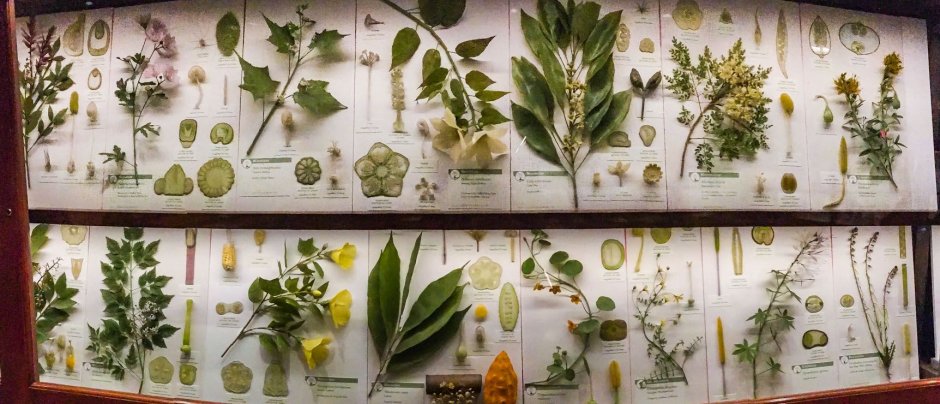 Ботанический музей Гарвард