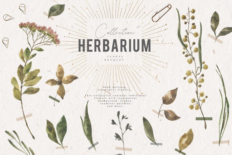 Herbarium надпись