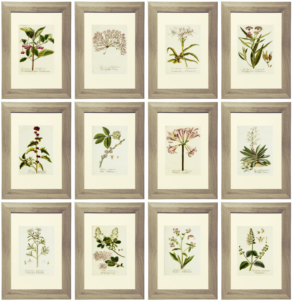 Ботанические постеры для интерьера для печати