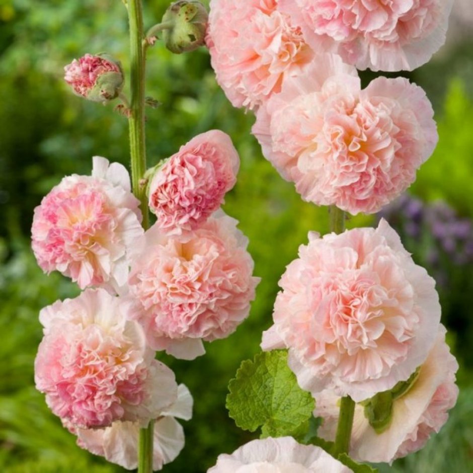 Шток-роза Alcea rosea