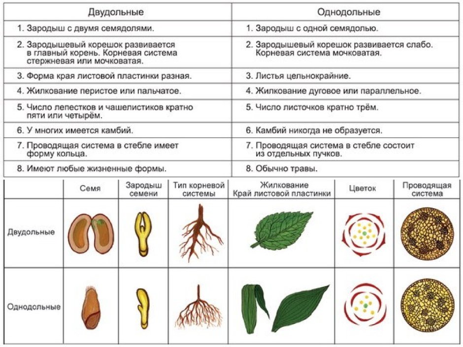 Характерные признаки двудольных и однодольных растений таблица