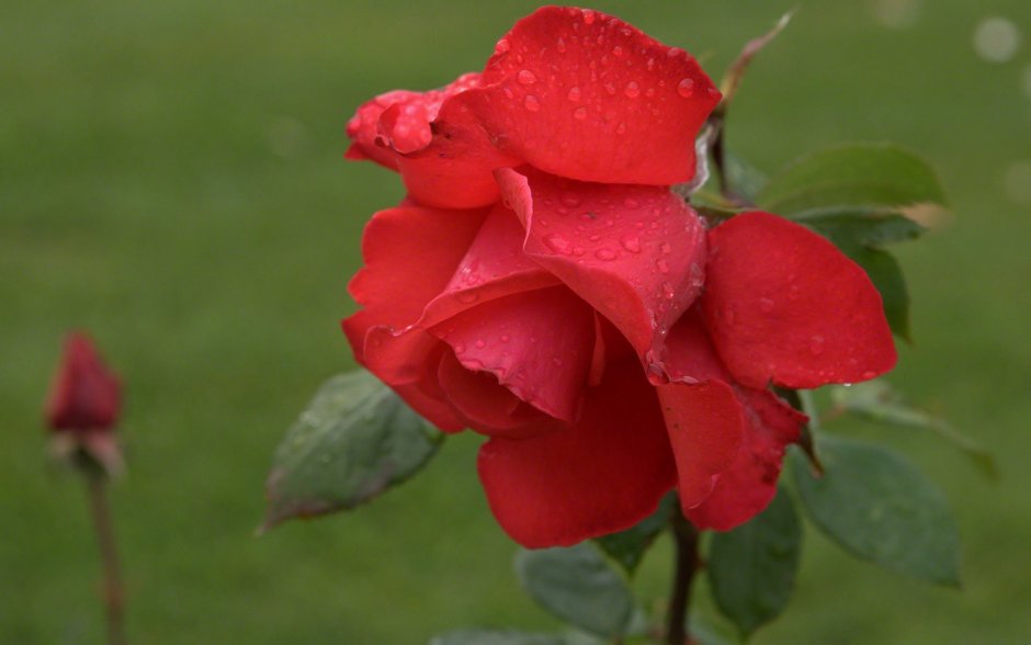 Хикимбоши розы