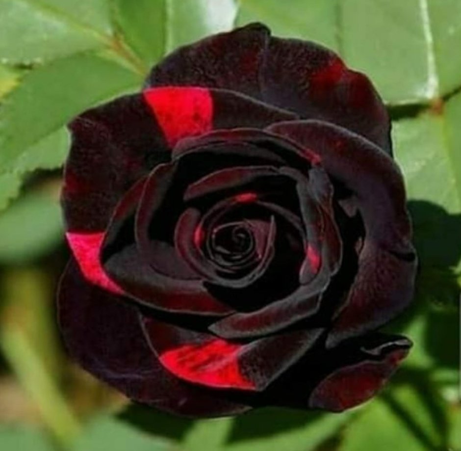 Черная роза 45