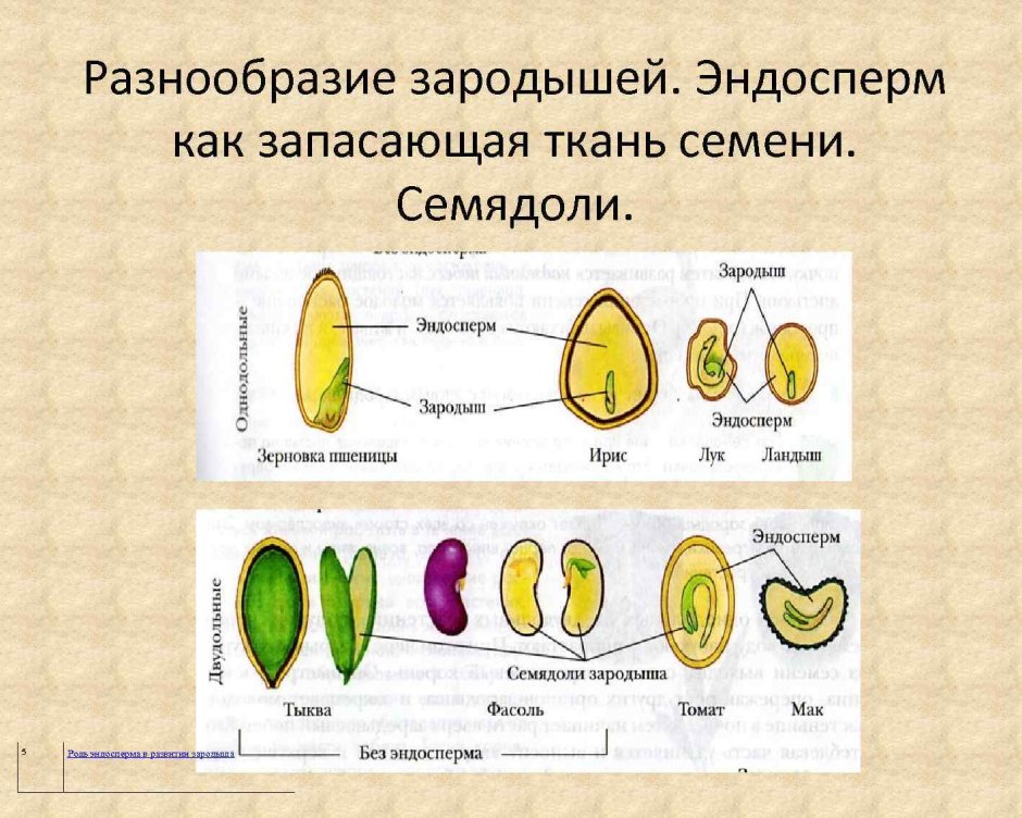 Эндосперма семян растений