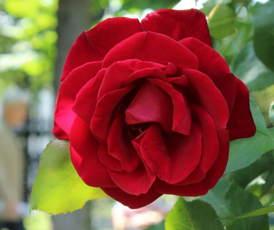 Роза Crimson Glory CL