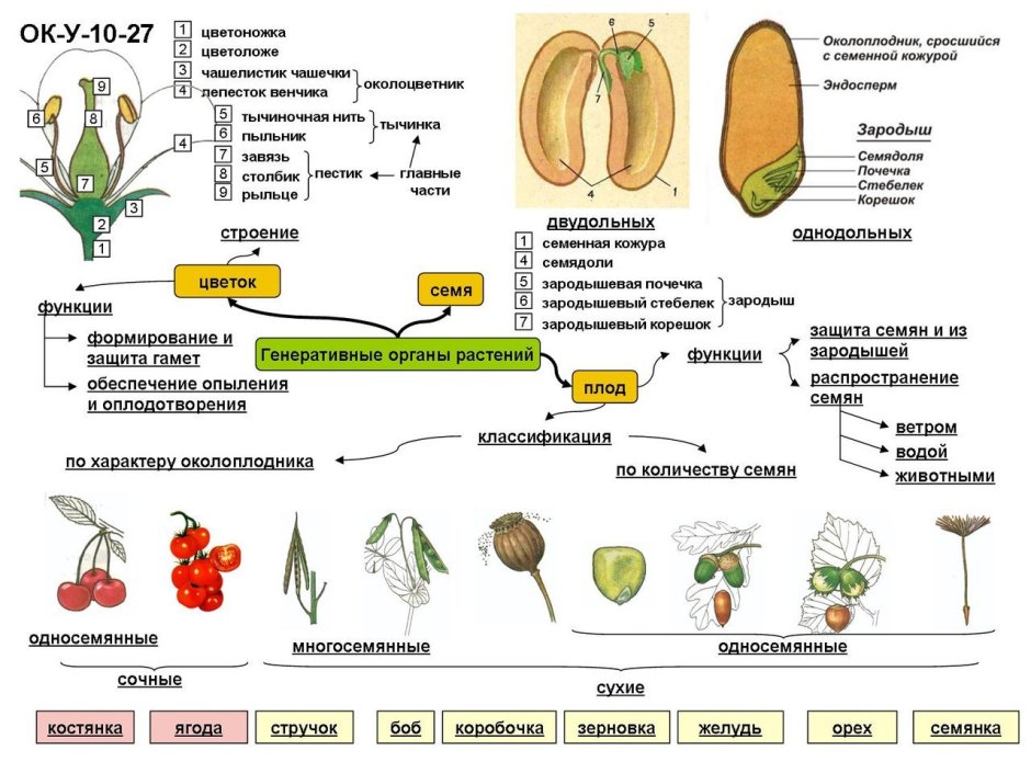 Строение растений: вегетативные органы, генеративные органы.