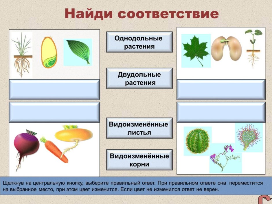 Класс двудольные растения примеры