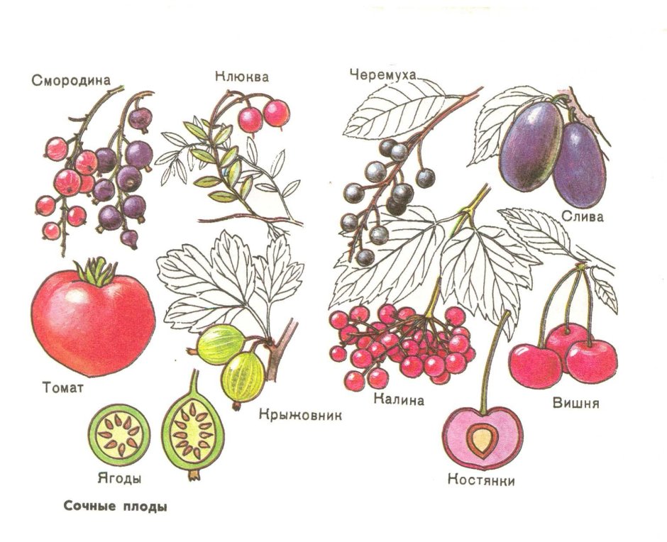 Строение плода ягода